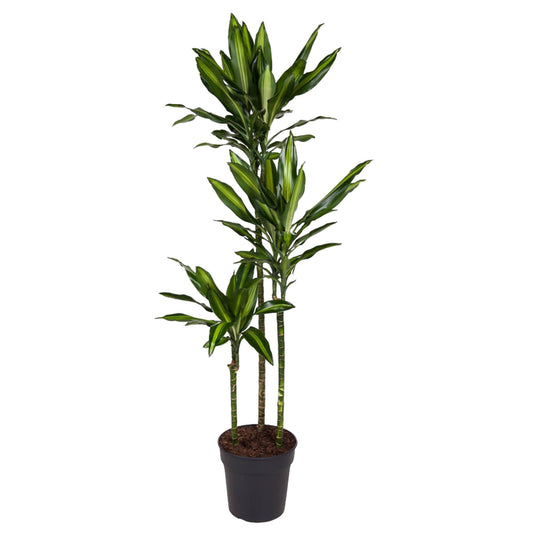 Dracaena Cintho - 160 cm - Forestbloom