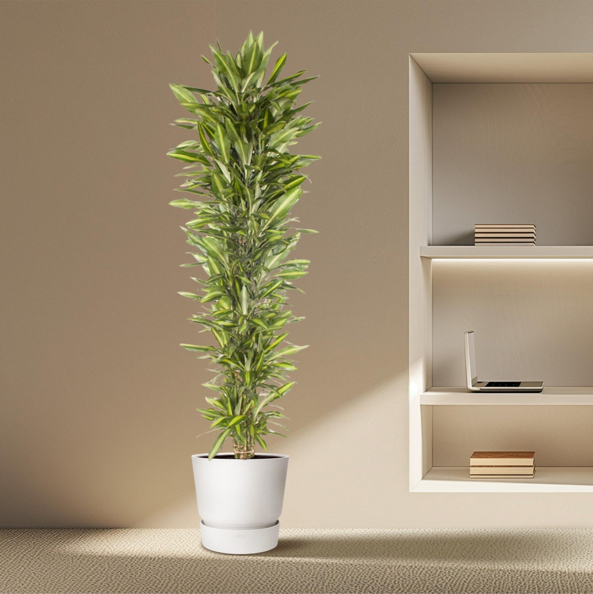 Dracaena Cintho vertakt - 210 cm - Forestbloom