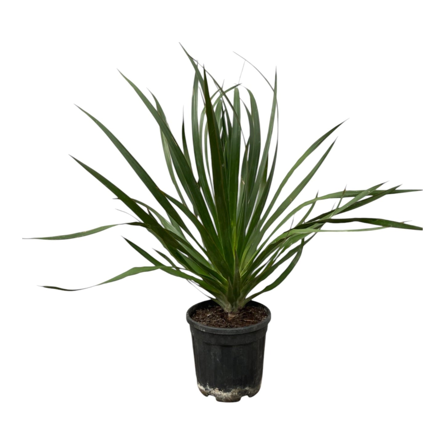 Dracaena Draco - 100 cm - Forestbloom