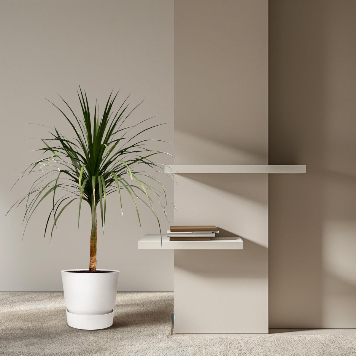 Dracaena Draco - 120 cm - Forestbloom
