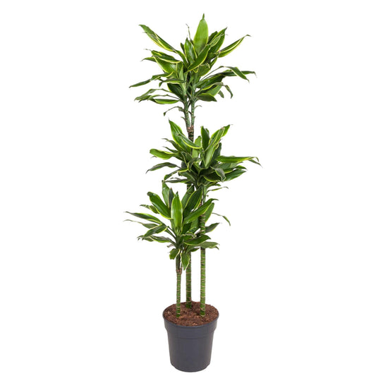 Dracaena Golden Coast - 160 cm - Forestbloom