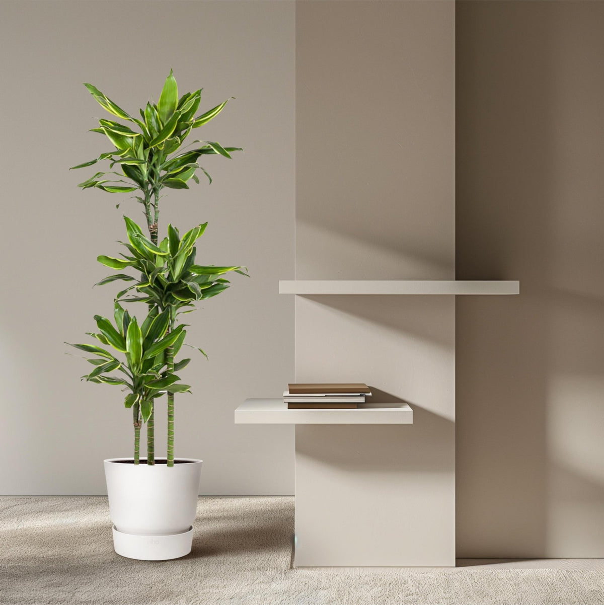 Dracaena Golden Coast - 160 cm - Forestbloom