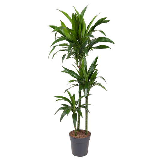 Dracaena Janet Craig - 150 cm - Forestbloom