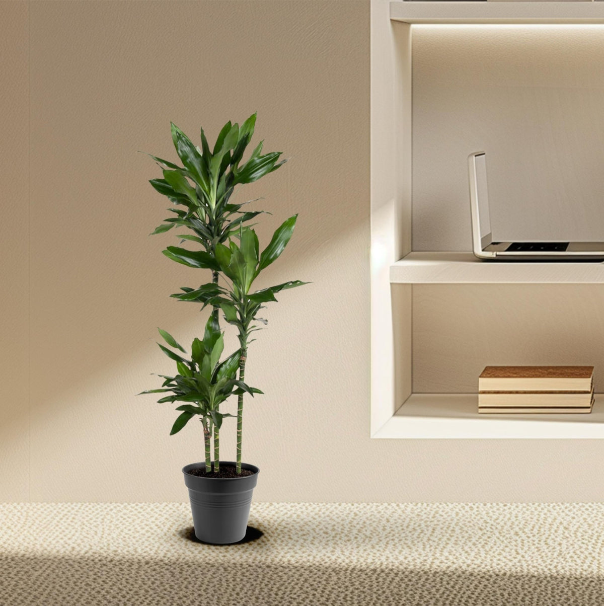 Dracaena Janet Lind - 150-160 cm - Forestbloom