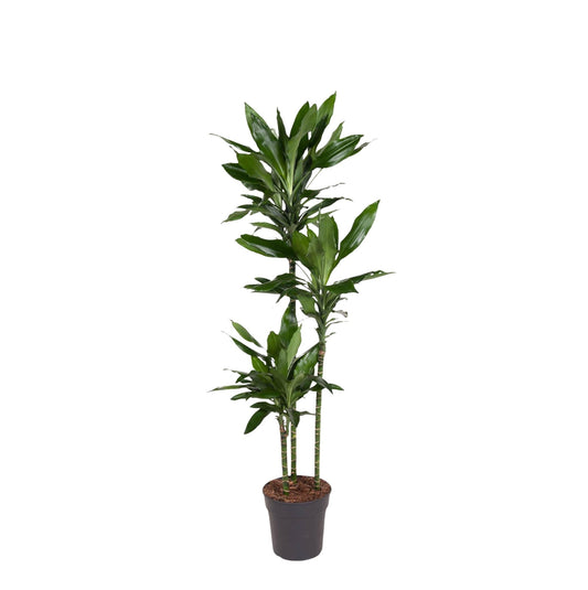 Dracaena Janet Lind - 150-160 cm - Forestbloom