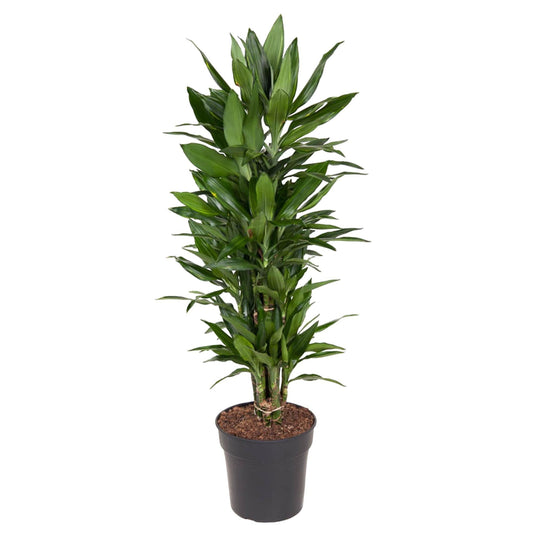 Dracaena Janet Lind vertakt - 110 cm - Forestbloom