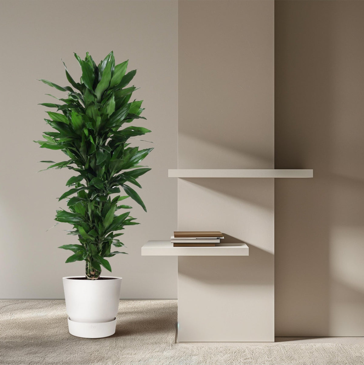 Dracaena Janet Lind vertakt - 120 cm - Forestbloom