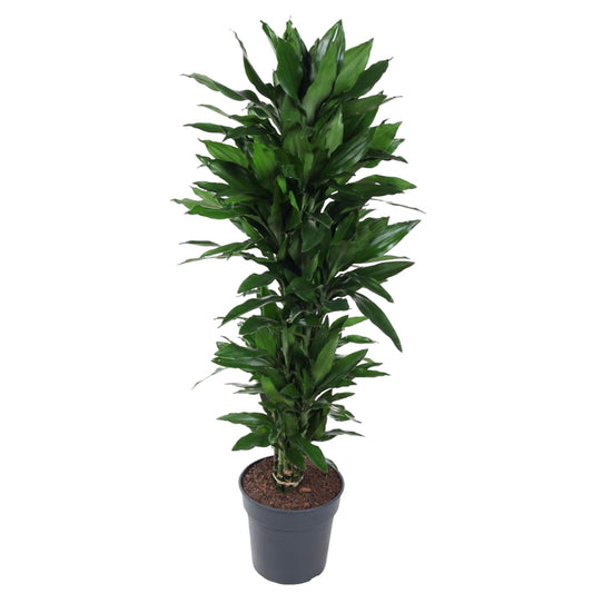 Dracaena Janet Lind vertakt - 120 cm - Forestbloom
