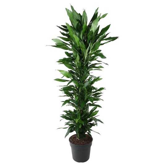 Dracaena Janet Lind vertakt - 170 cm - Forestbloom