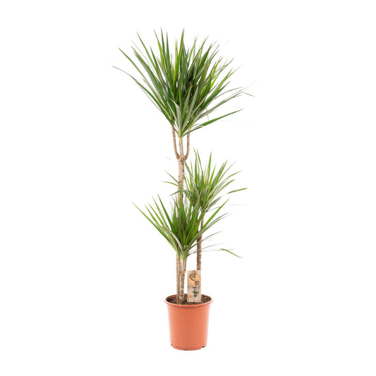 Dracaena Marginata - 120 cm - Forestbloom