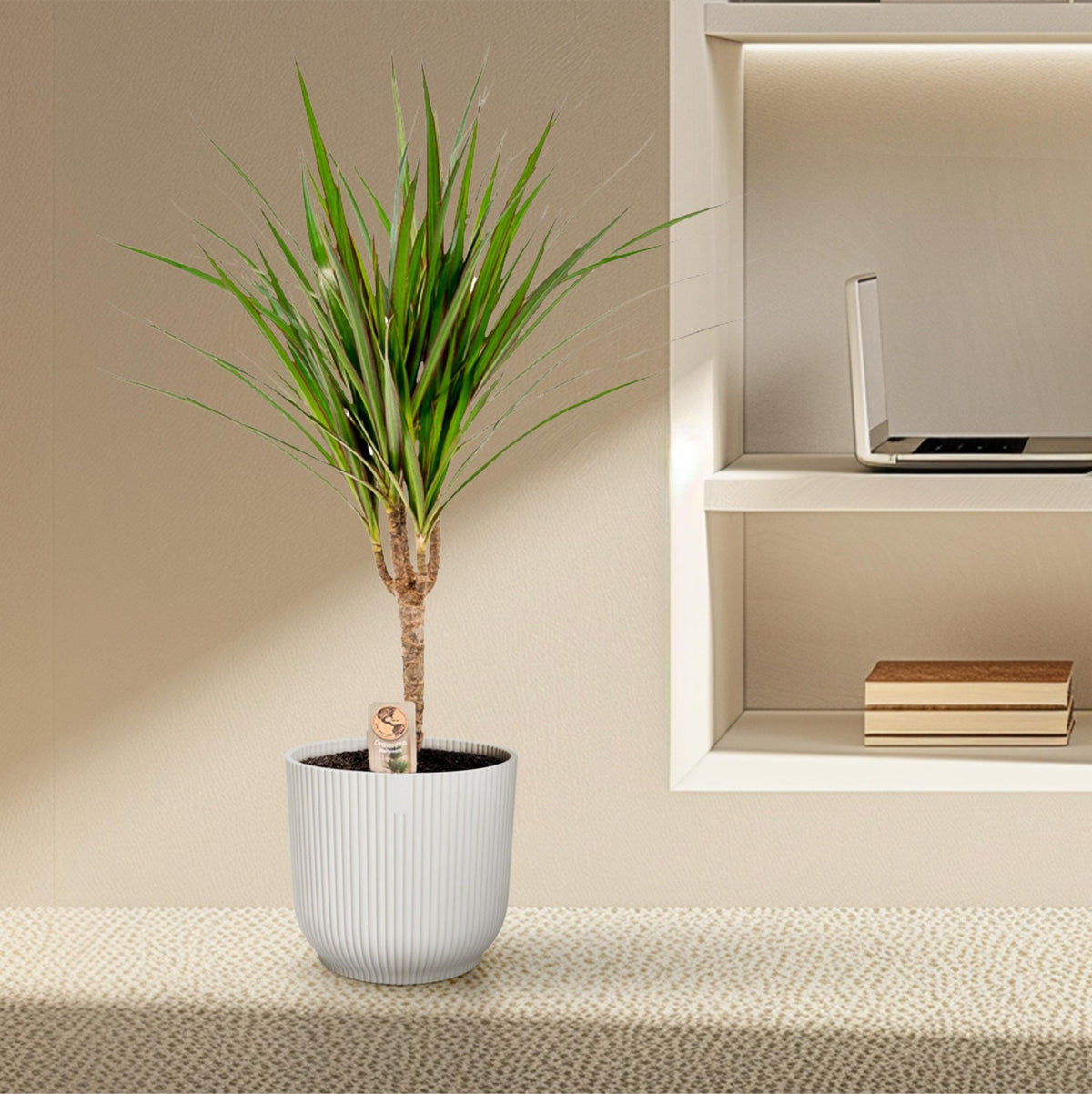 Dracaena Marginata - 60 cm - Forestbloom
