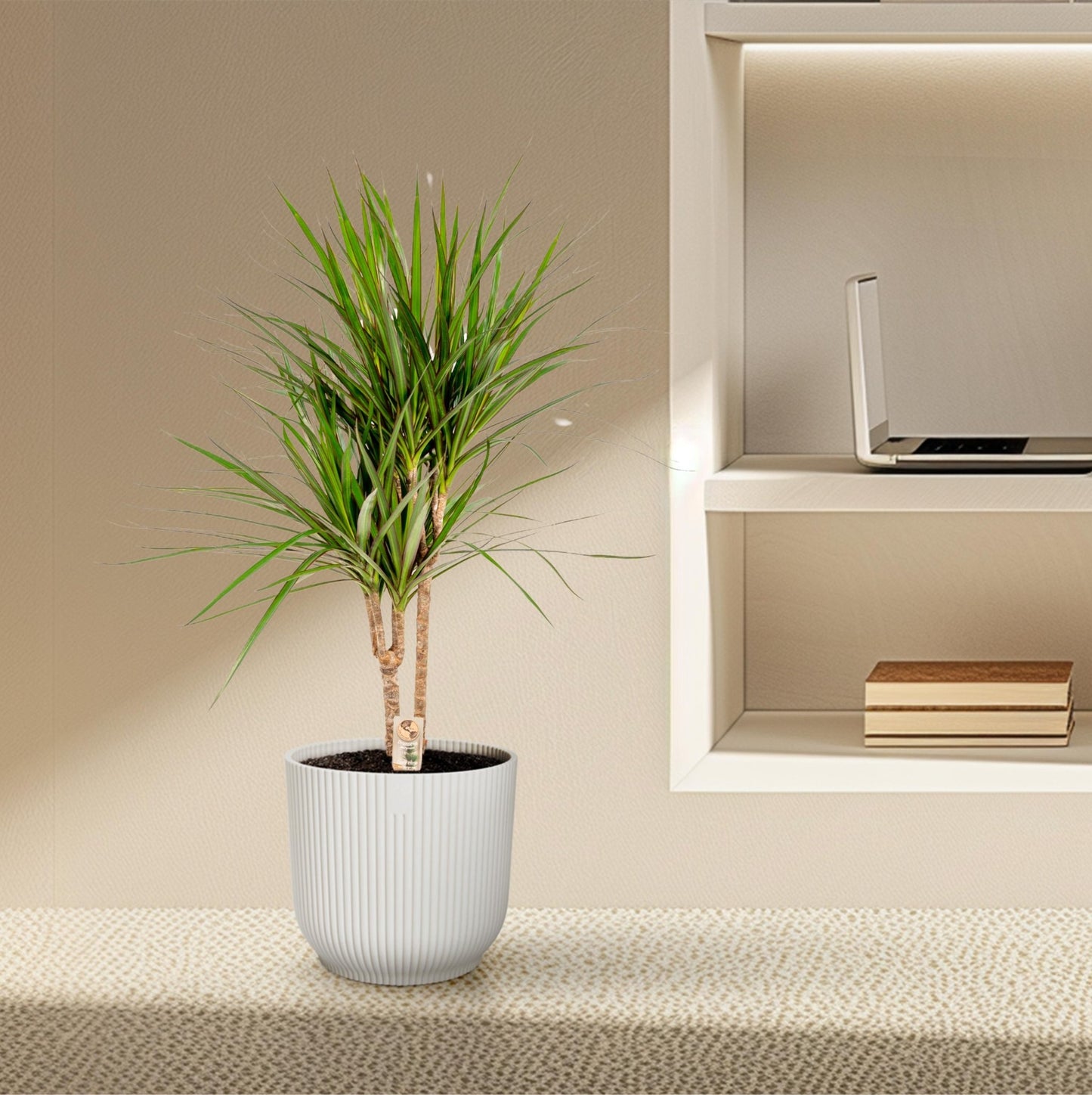 Dracaena Marginata - 90 cm - Forestbloom
