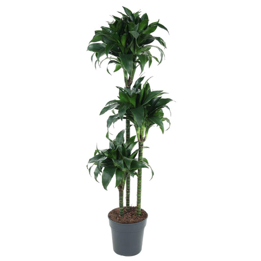Dracaena Tatuade - 140 cm - Forestbloom