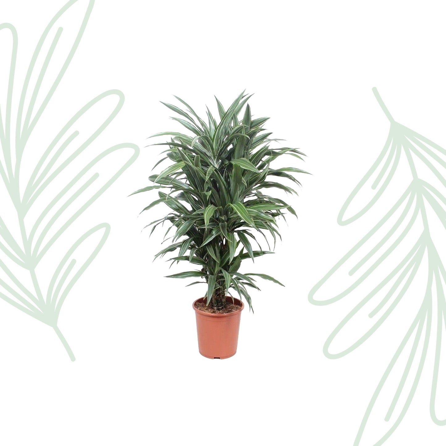 Dracaena Warneckei - 100 cm - Forestbloom