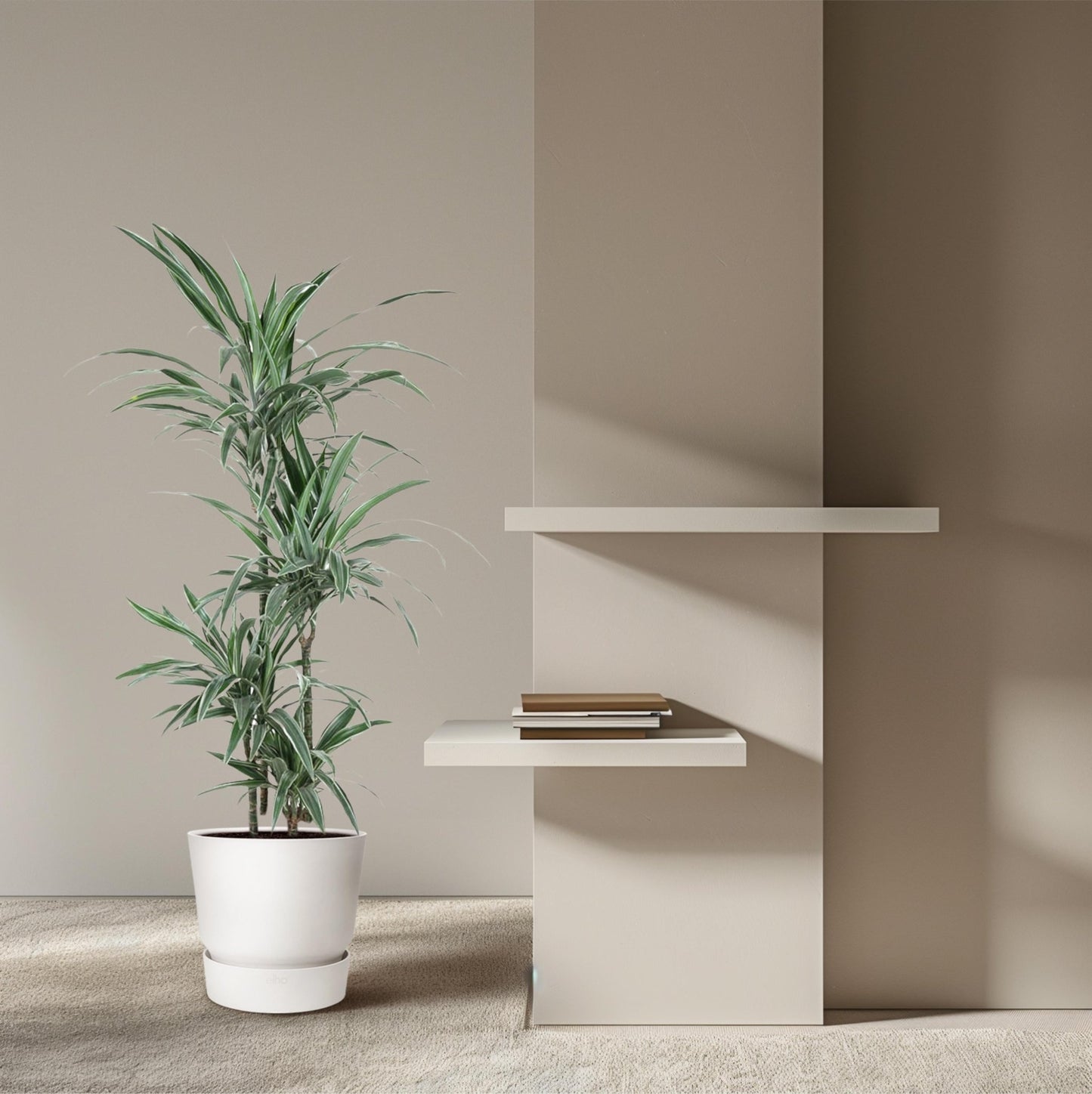 Dracaena Warneckei - 145 cm - Forestbloom