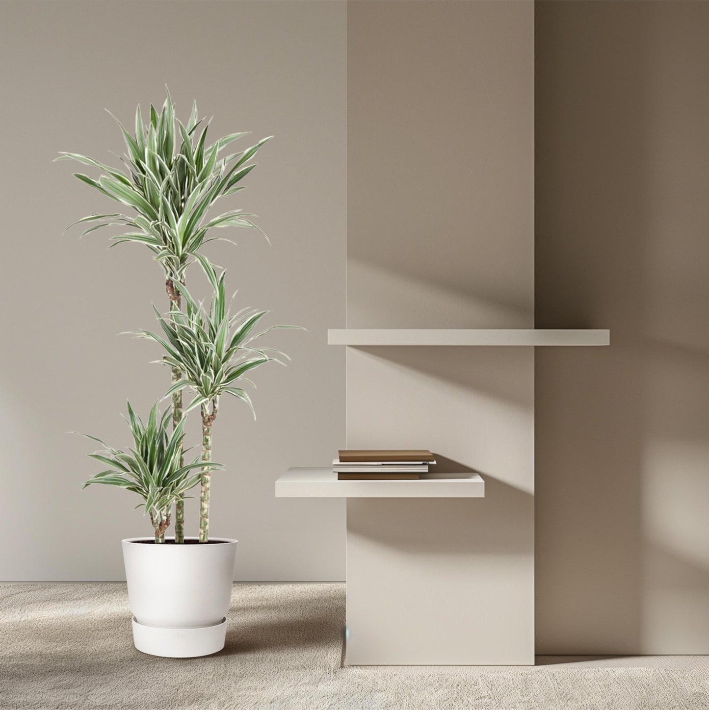 Dracaena White Stripe - 150 cm - Forestbloom