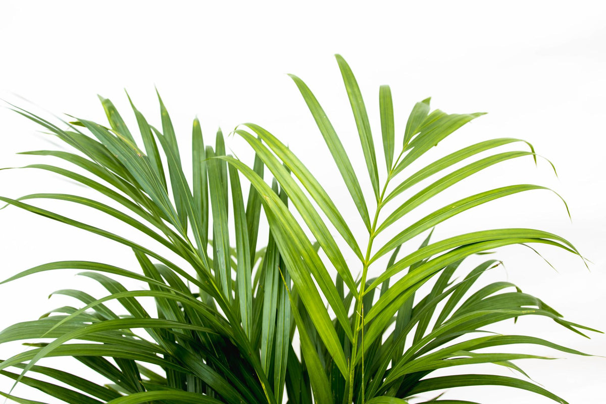 Dypsis Lutescens (Areca palm) - 150 cm - Forestbloom