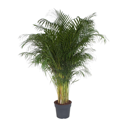 Dypsis Lutescens (Areca Palm) - 200 cm - Forestbloom