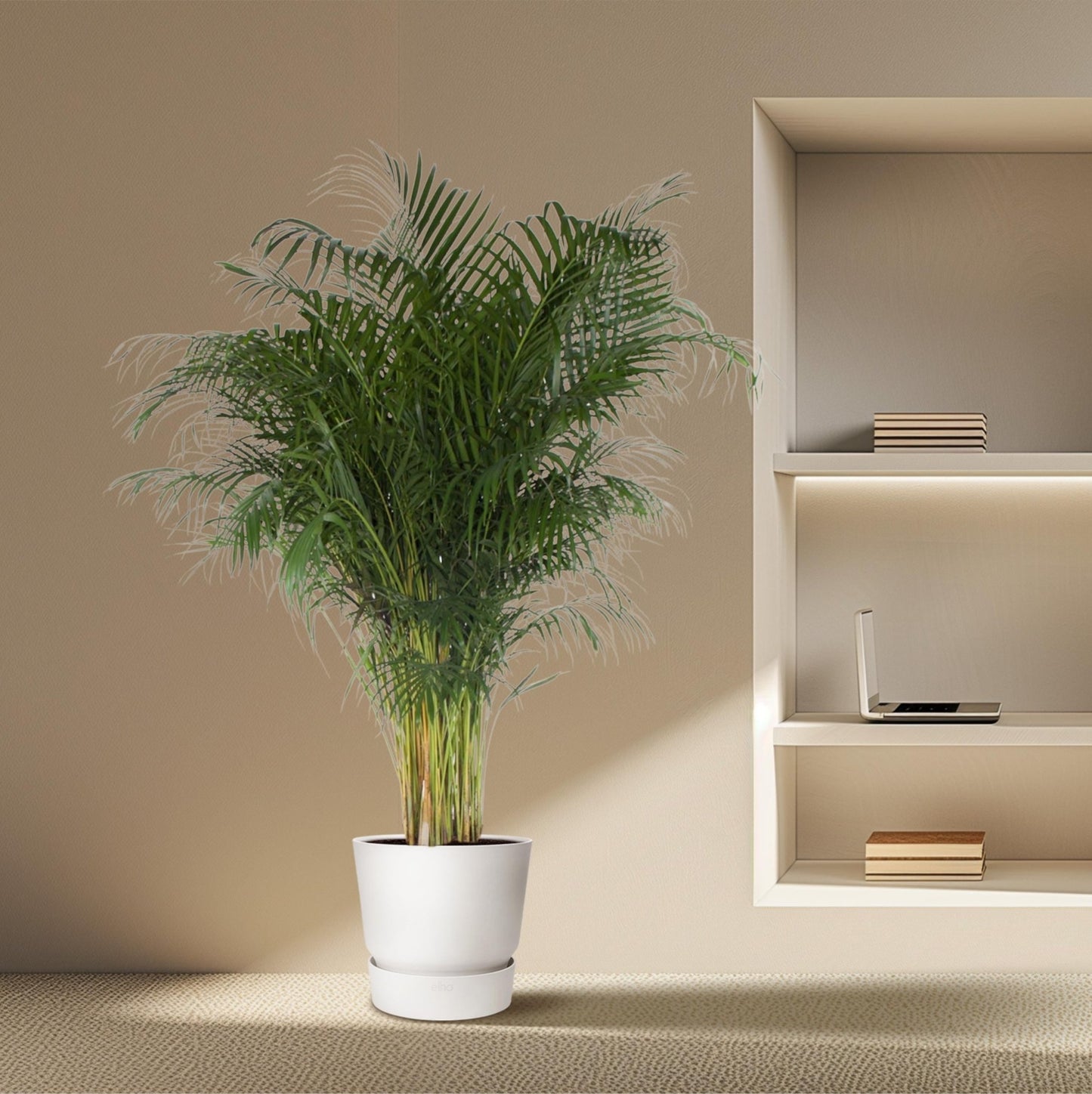 Dypsis Lutescens (Areca Palm) - 200 cm - Forestbloom