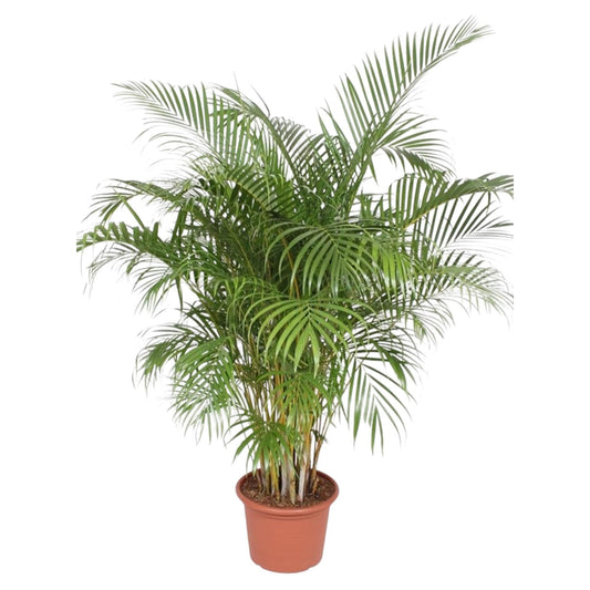 Dypsis Lutescens (Areca Palm) - 200 cm - Forestbloom