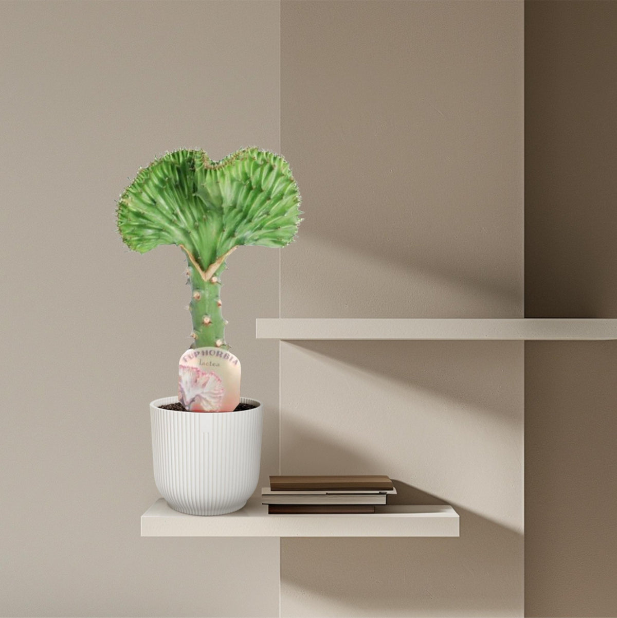 Euphorbia lactea Cristata groen - 35 cm - Forestbloom