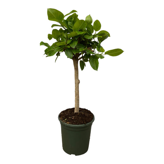 Ficus Altissima variegata - 100 cm - Forestbloom