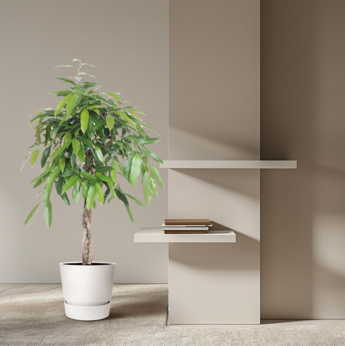 Ficus Amstel King gevlochten stam - 140 cm - Forestbloom