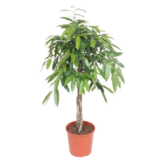Ficus Amstel King gevlochten stam - 140 cm - Forestbloom