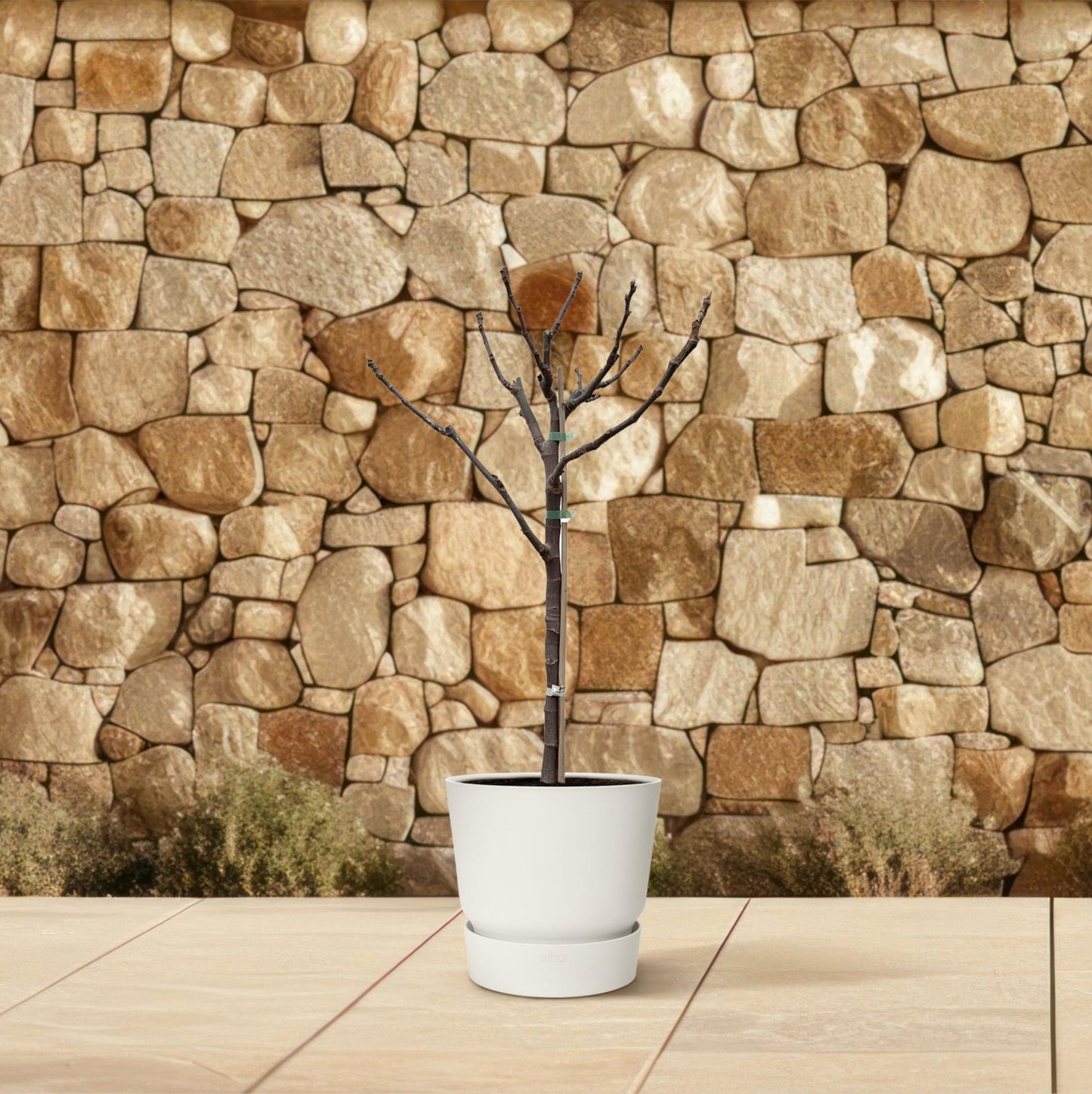 Ficus Carica op stam - 100 cm - Forestbloom