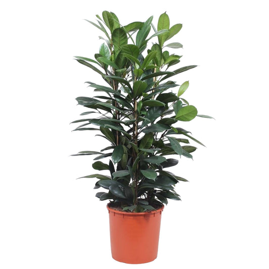 Ficus Cyathistipula struik - 140 cm - Forestbloom