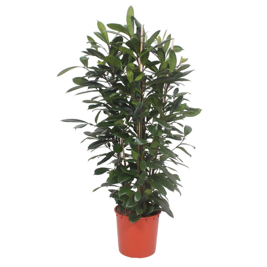 Ficus Cyathistipula struik - 180 cm - Forestbloom