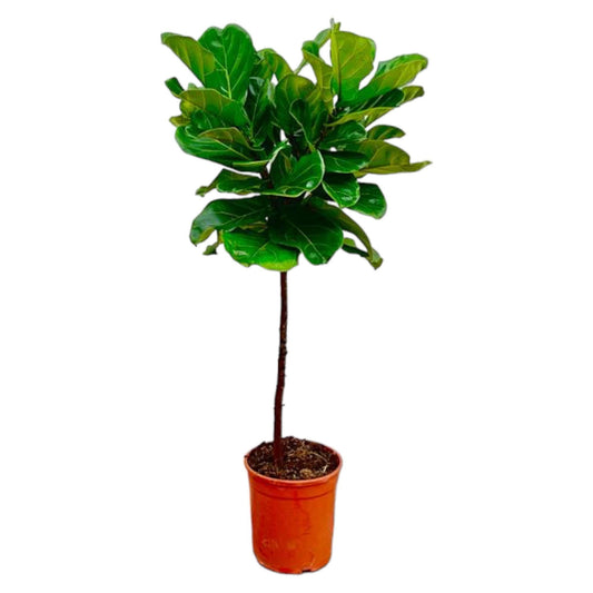 Ficus Lyrata stam - 130 cm - Forestbloom