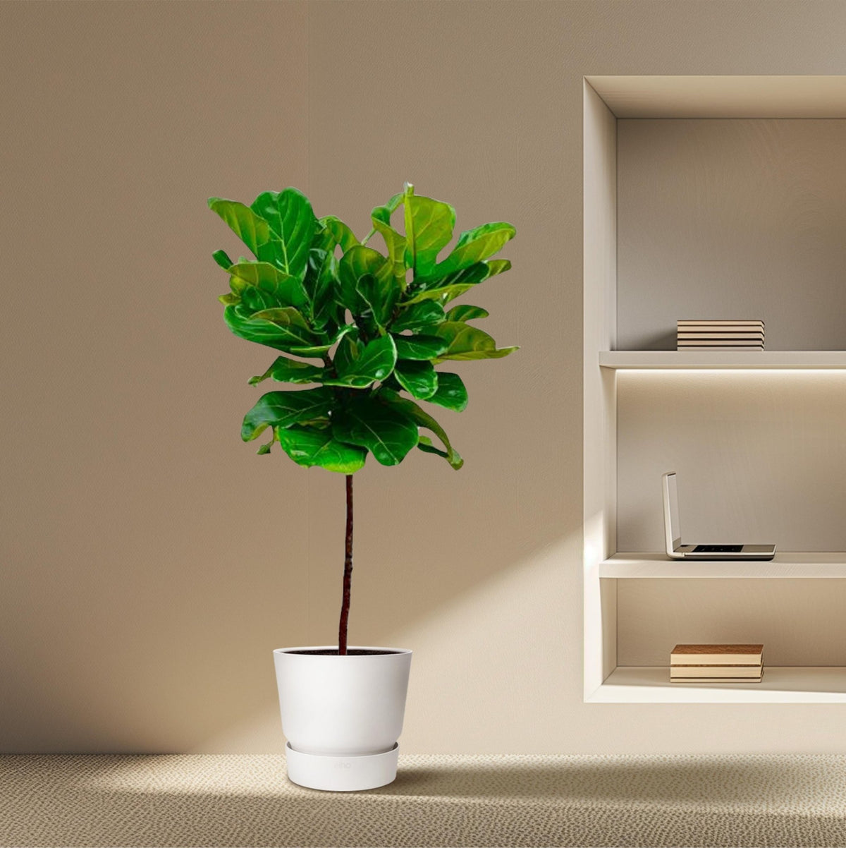 Ficus Lyrata stam - 130 cm - Forestbloom