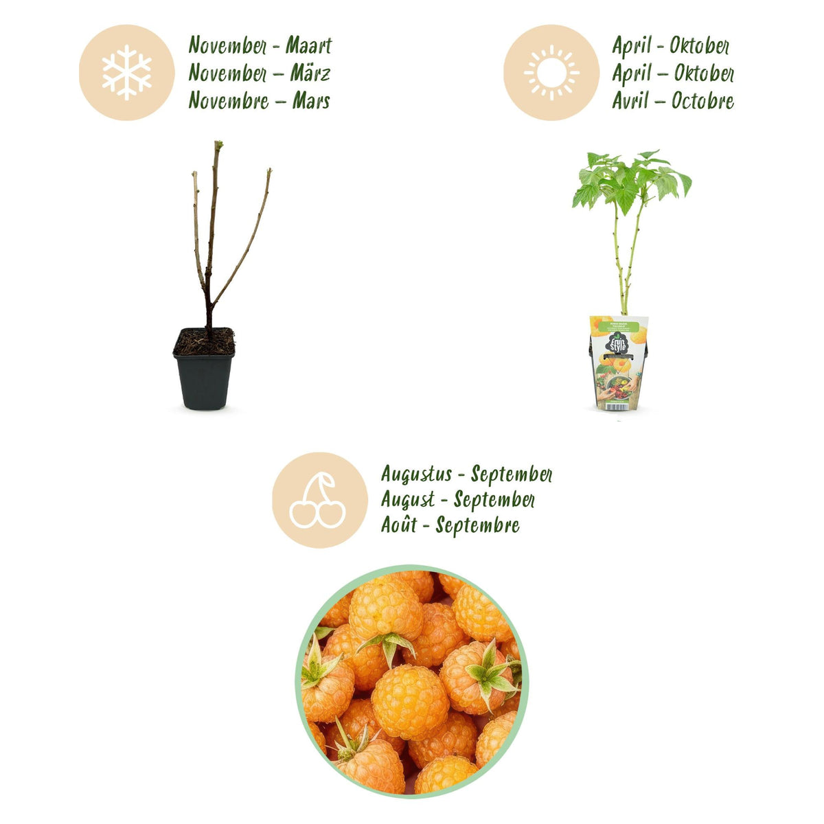 Framboos - Rubus idaeus Fallgold - Winterhard - 6 Planten - Forestbloom