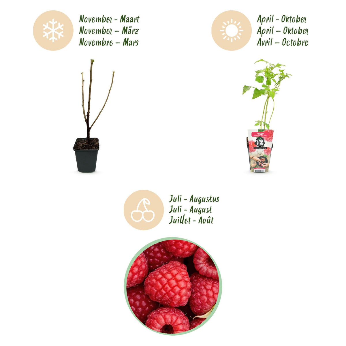 Framboos - Rubus idaeus Ottawa - Winterhard - 6 Planten - Forestbloom