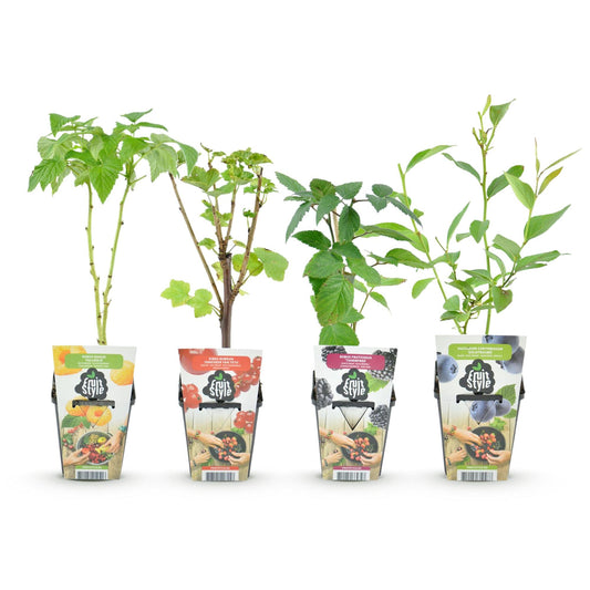 Fruitplantenmix Rainbow - Winterhard - 4 Planten - Forestbloom