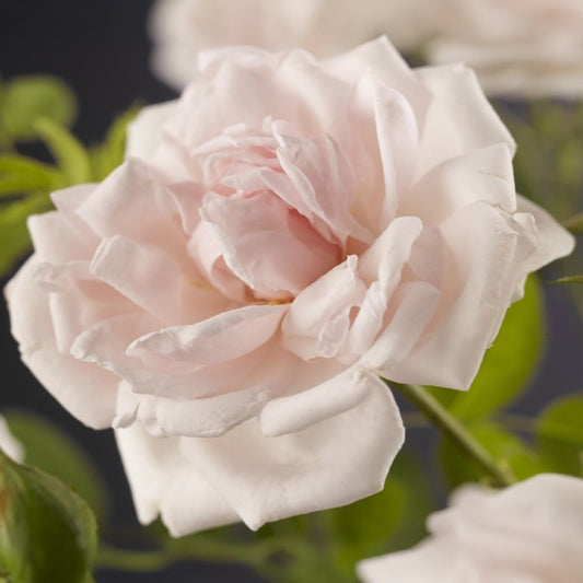 GKlimroos - Rosa New Dawn - Weinig onderhoud - 2 planten - Forestbloom