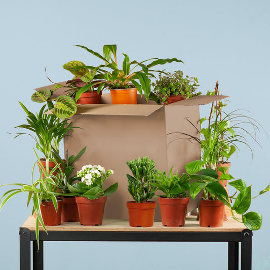 Groene Kneusjesbox (12 stuks) - Forestbloom