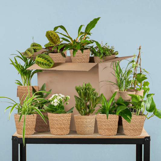 Groene Kneusjesbox (12 stuks) - incl. 12 x mand Sofia - Forestbloom