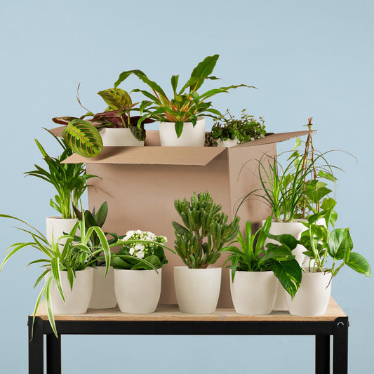 Groene Kneusjesbox (12 stuks) - incl. 12 x pot Viber wit - Forestbloom
