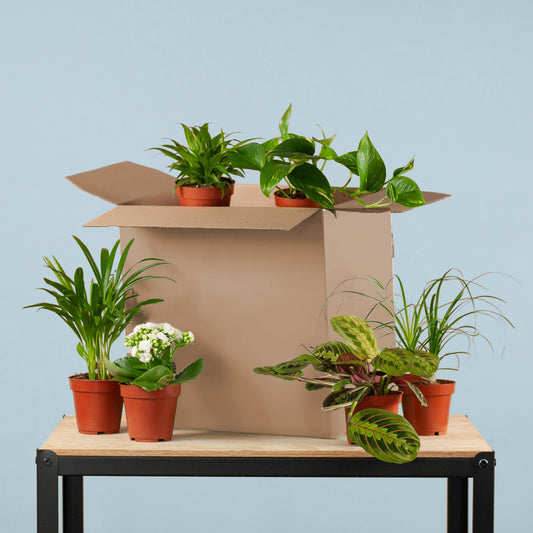 Groene Kneusjesbox (6 stuks) - Forestbloom