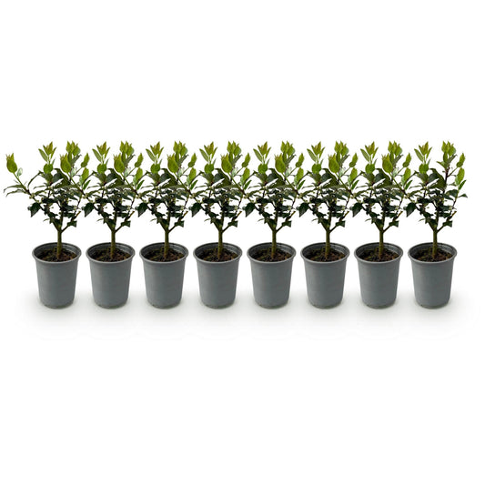 Haagplanten - Ilex Blue maid - 8 planten - 1 strekkende meter - Forestbloom
