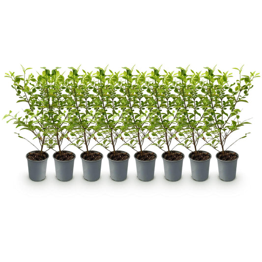 Haagplanten - Ligustrum ovalifolium Aureum - 8 planten - 1 strekkende meter - Forestbloom