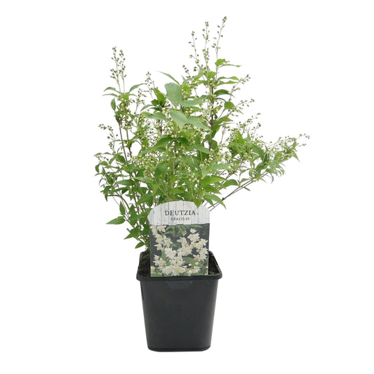 Heesters - Deutzia Gracilis - Weinig Onderhoud - Forestbloom
