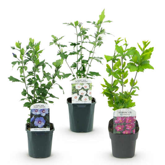 Heesters - Hibiscus syriacus Tricolour - 3 Planten - Weinig Onderhoud - Forestbloom