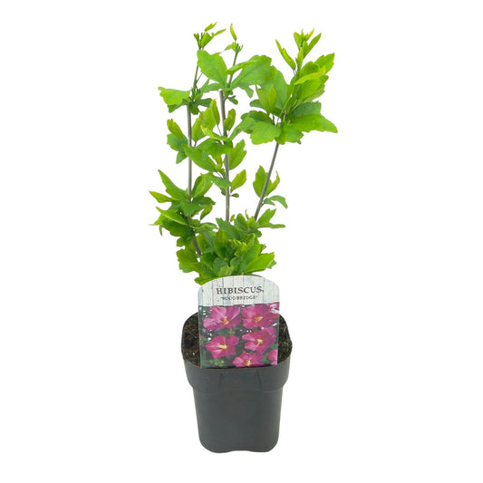Heesters - Hibiscus syriacus Woodbridge - Weinig Onderhoud - Forestbloom