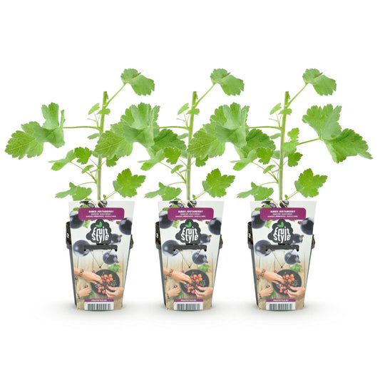 Jostabes - Ribes Jostabes - Winterhard - 3 Planten - Forestbloom