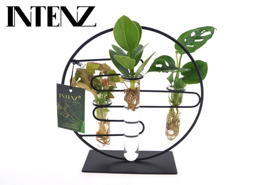 Kamerplanten Mix In Dubai 2.0 Glas - Forestbloom