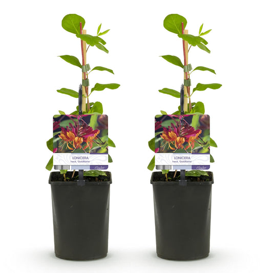 Kamperfoelie - Lonicera heckrottii Goldflame - 2 planten - Forestbloom