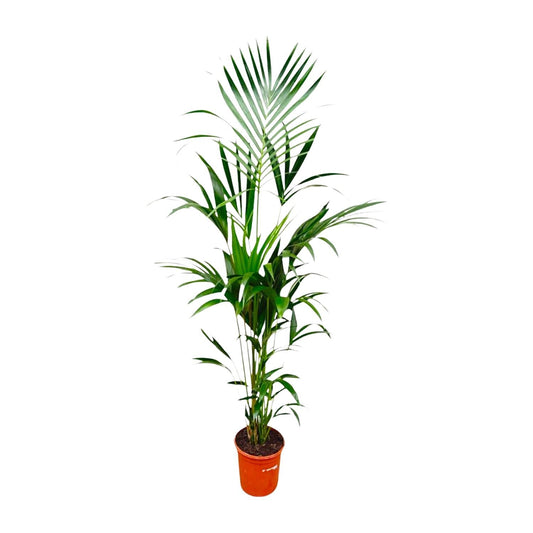 Kentia palm - 180 cm - Forestbloom
